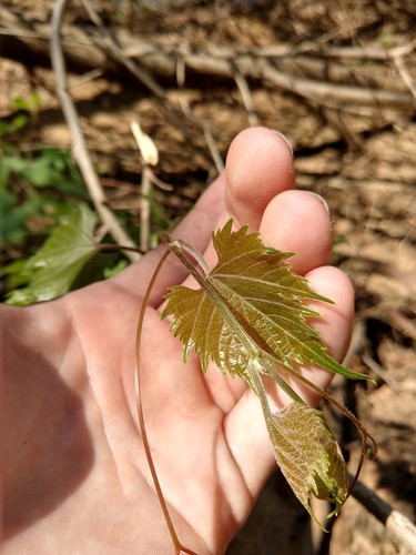 Image of Vitis acerifolia by no rights reserved