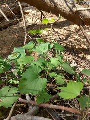 Vitis acerifolia