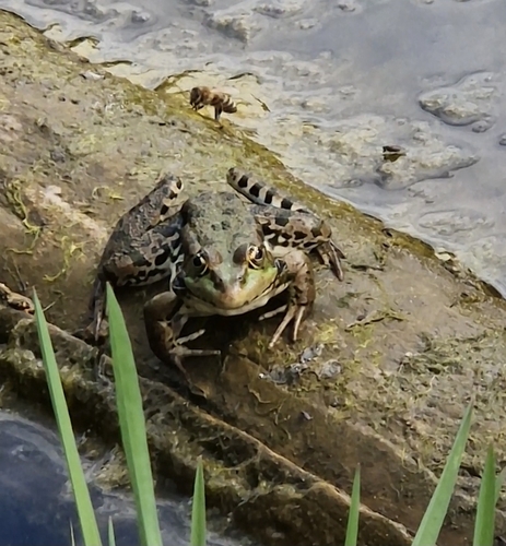 Marsh Frog