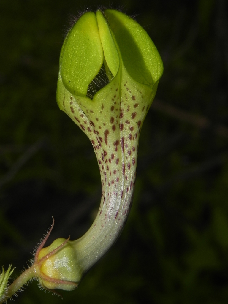 Hairy Ceropegia