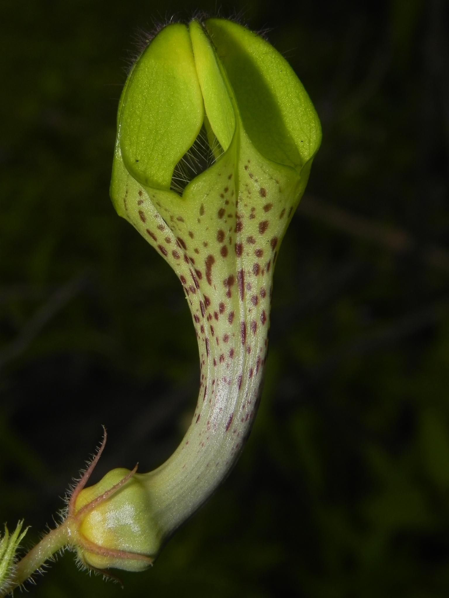Ceropegia hirsuta