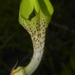Ceropegia hirsuta - Photo (c) S.MORE, μερικά δικαιώματα διατηρούνται (CC BY-NC), uploaded by S.MORE