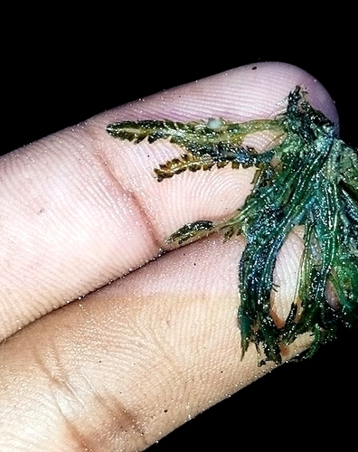 Bryopsis pennata observed 2025-04-28