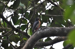 Melanerpes portoricensis