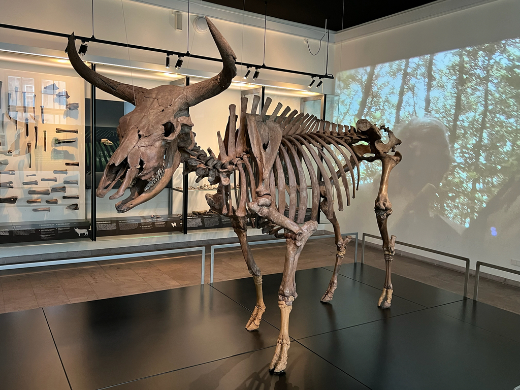 Aurochs