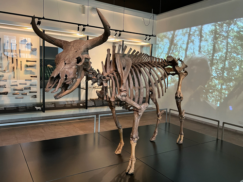 Aurochs (Bos primigenius) — Extinct Mammalia