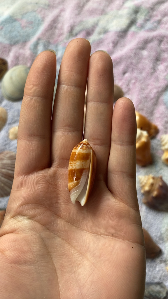 fusiform olive