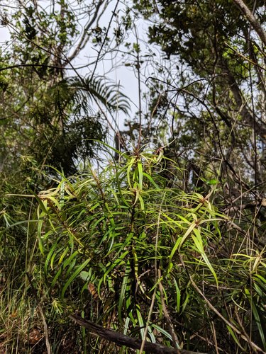Myrsine linearifolia