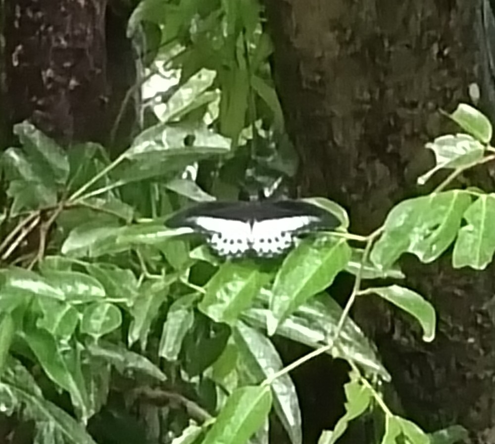 Island Mormon