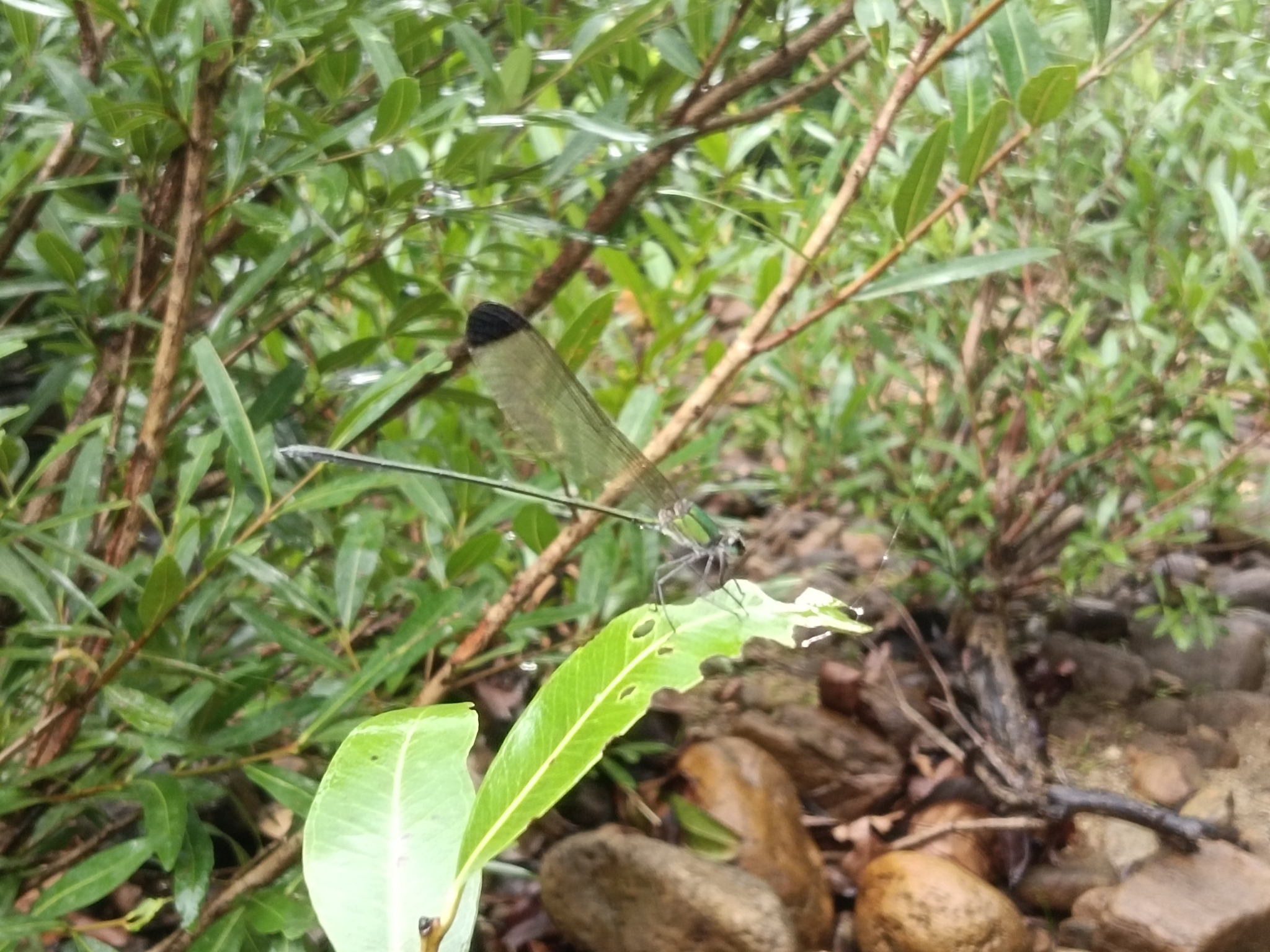 Black-Tip Flashwing