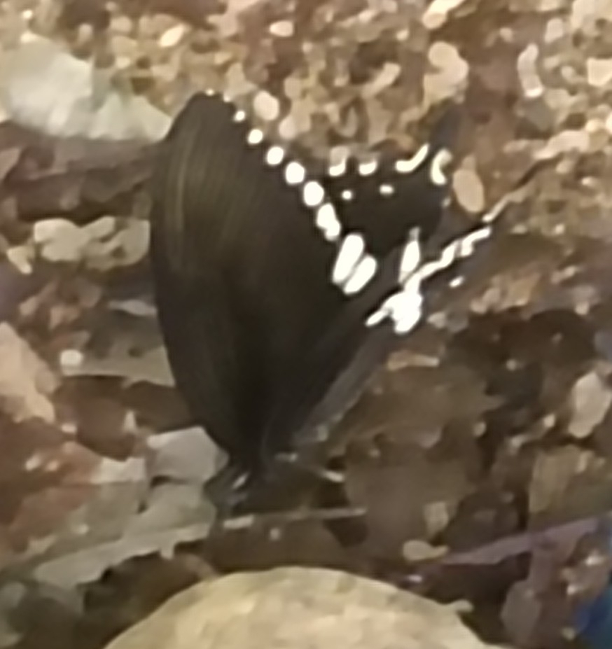 Common Mormon