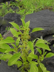 Acalypha malabarica