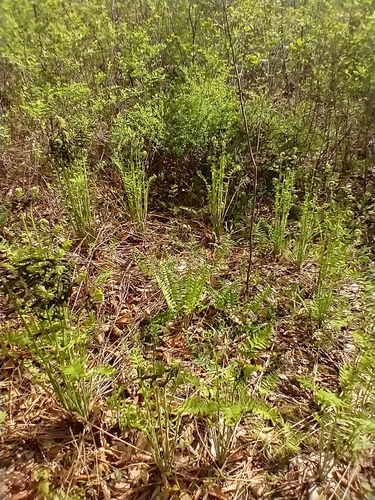 Osmunda claytoniana iNat (2)