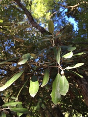 Pittosporum ralphii