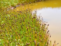 Eleocharis uniglumis