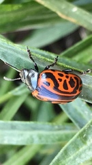 Calligrapha mexicana
