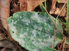 Golovinomyces sordidus