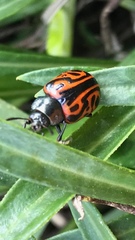 Calligrapha mexicana