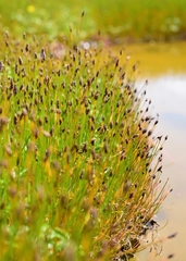 Eleocharis uniglumis
