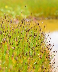 Eleocharis uniglumis