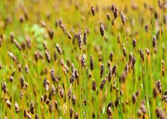 Eleocharis uniglumis