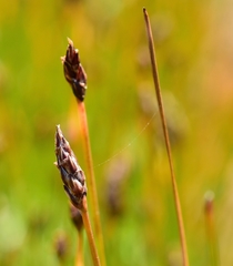 Eleocharis uniglumis