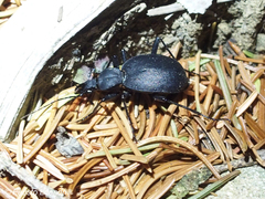 Cychrus italicus