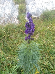 Aconitum tauricum