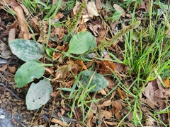 Golovinomyces sordidus