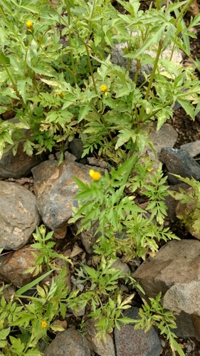 Bidens bipinnata image