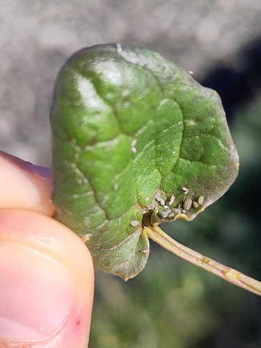 Lipaphis cochleariae