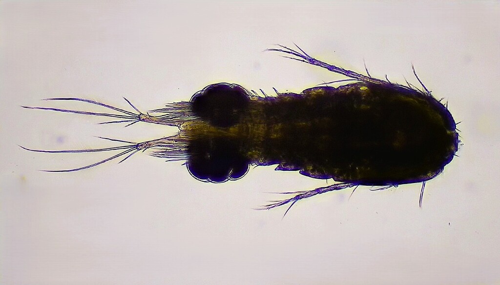Cyclops abyssorum
