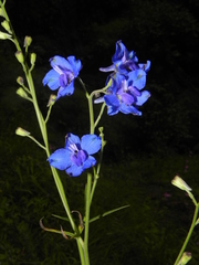Delphinium malabaricum