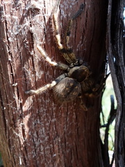 Polybetes pythagoricus