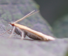 Mecyna flavalis