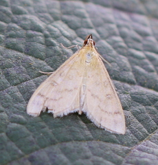 Mecyna flavalis