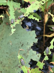 Disonycha pensylvanica