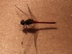 Sympetrum costiferum