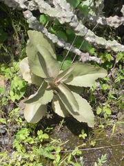 Kalanchoe olivacea