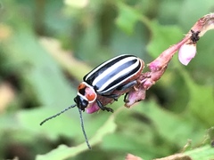 Disonycha pensylvanica