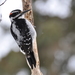 Strickland's Woodpecker - Photo (c) Jim Thompson, some rights reserved (CC BY-NC), uploaded by Jim Thompson