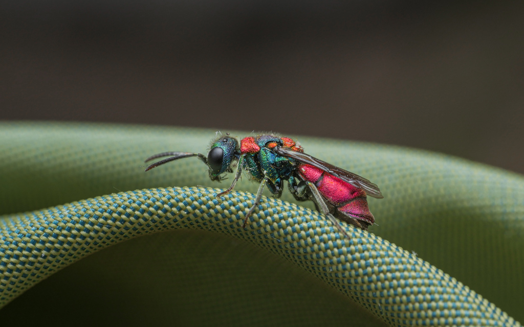 Pseudochrysis uniformis
