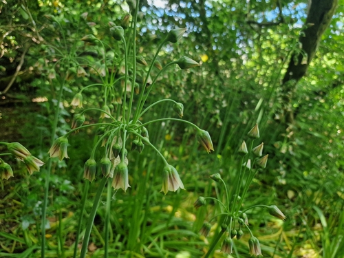 Allium siculum