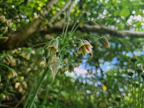 Allium siculum