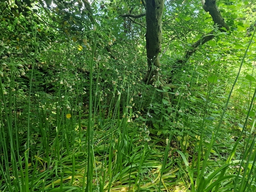 Allium siculum