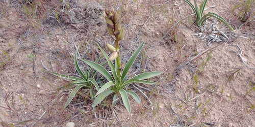 sterile yucca (Yucca sterilis)