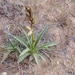 Sterile Yucca - Photo (c) Josh Epperly, some rights reserved (CC BY-NC), uploaded by Josh Epperly