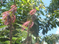 Calliandra houstoniana calothyrsus