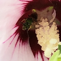 Agapostemon splendens