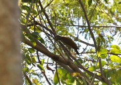 Colaptes auricularis